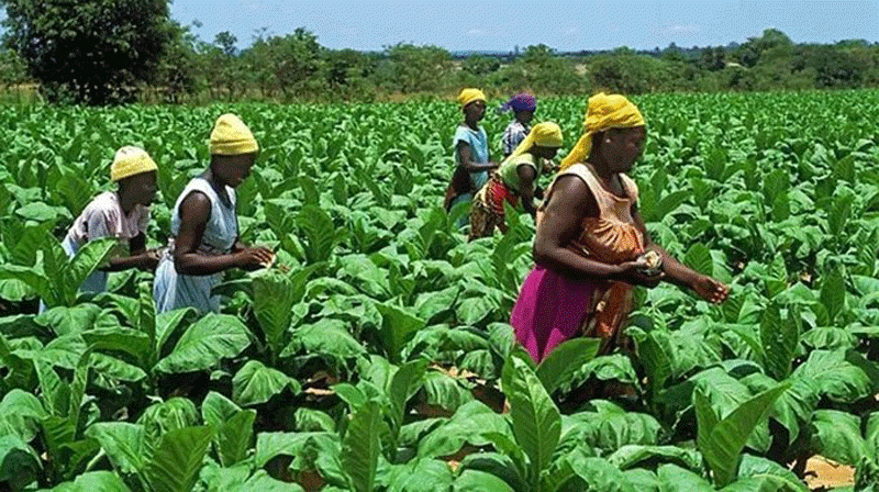 TIMB biometric system simplifies grower registration, boosts security